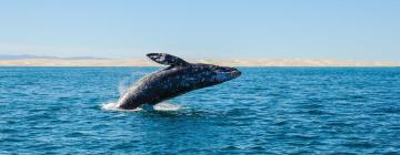 Hoteller i Guerrero Negro