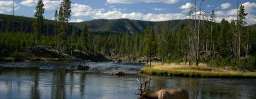 Vacation Rentals in Wapiti