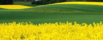 Hotels amb aparcament a Kirchheimbolanden