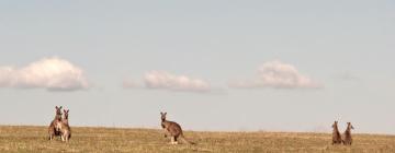 Domy wakacyjne w mieście Browns Plains