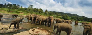 Séjours chez l'habitant à Pinnawala