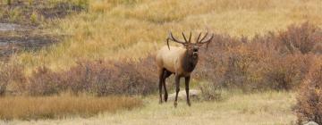 Viešbučiai mieste Elk Sitis