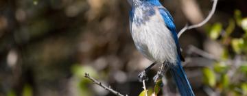 Hoteles que admiten mascotas en Osprey