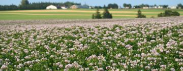 Bed and Breakfasts en Souris