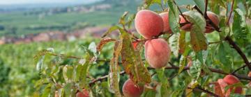 Ferieboliger i La Rothière