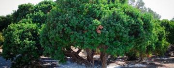 Allotjaments a la platja a Véssa