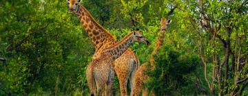 Lodges in Makalali Game Reserve