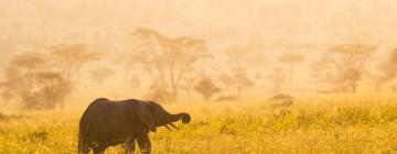 Cabins in Serengeti