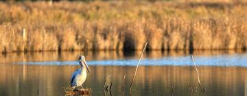 Ferieboliger ved stranden i Woodbridge