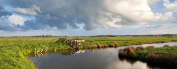 Cottages in Bellingwolde