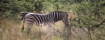 Lodges in wildreservaat Thornybush