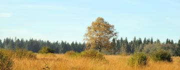 Ferienhäuser in Sourbrodt