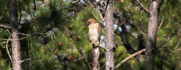 Hoteluri cu parcare în Cedar Key