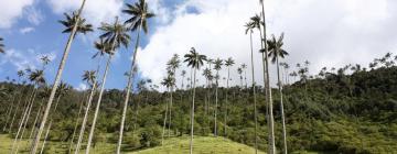 Hotéis econômicos em Calarcá