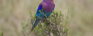 Lodges in Amboseli