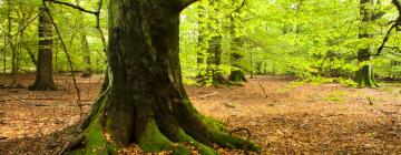 Fontenay-sous-Bois şehrindeki ucuz