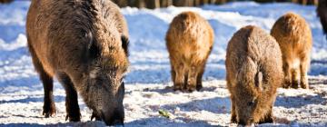 Hohenlinden şehrindeki otoparklar