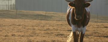 Motels in Childress