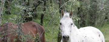 Διαμερίσματα σε Assenza di Brenzone