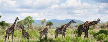 Accessible Hotels in Mikumi National Park