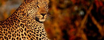 Lodges en Reserva Timbavati