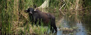 Parkolóval rendelkező hotelek Al Azraq ash Shamālī városában