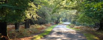 Bed and breakfasts a Brockenhurst