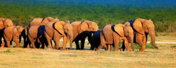 Guest Houses in Addo