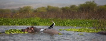 Hotéis em Naivasha