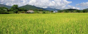 Cottages in Ban Pong