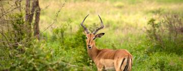 Hôtels à Domaine de chasse de Manyeleti