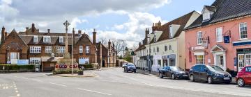 Pet-Friendly Hotels in Holt