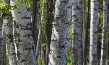 Hótel með bílastæði í Langengrassau