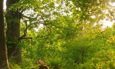 Parkolóval rendelkező hotelek Färna városában