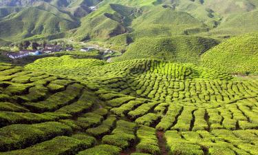 Hôtels à Cameron Highlands