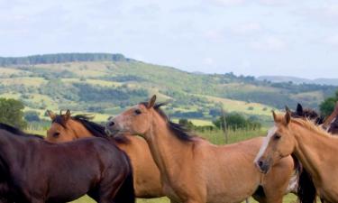 Pet-Friendly Hotels in São Gabriel