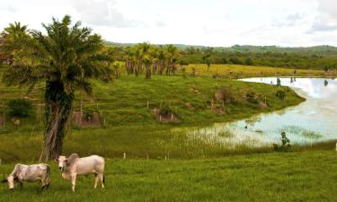 Pet-Friendly Hotels in Lima Duarte