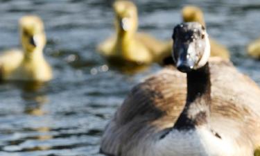 Hoteller som er tilrettelagt for funksjonshemmede i Goose Creek