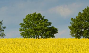 Pet-Friendly Hotels in Steinbach im Taunus