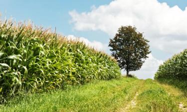 Hôtels pas chers à Mertingen