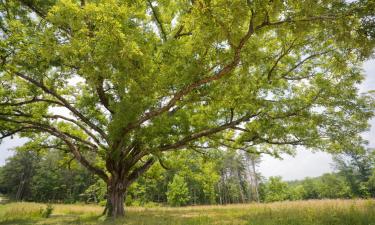 Hoteles familiares en Lummen