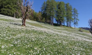 Magánszállások Planina pod Golico városában