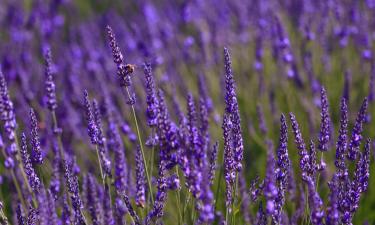 Hoteles familiares en Arpaillargues-et-Aureillac