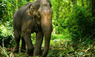 Resorts in Thekkady