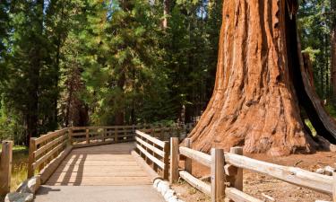 Chaty v destinaci Sequoia