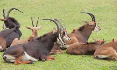 Bed & breakfast-steder i Kroondal