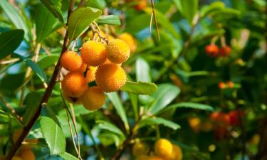 Loma-asunnot kohteessa Albanella