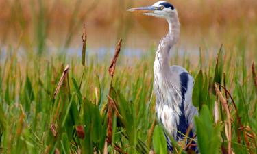 Bed and Breakfasts en Mount Dora