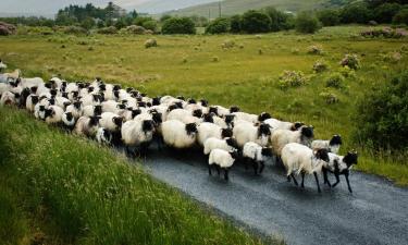 Hoteles que aceptan mascotas en Claremorris