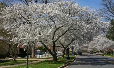 Pet-Friendly Hotels in Rockville